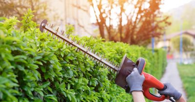 Best Gas Hedge Trimmers Reviews - Top 6 Models ([thang]-2023 Updated)