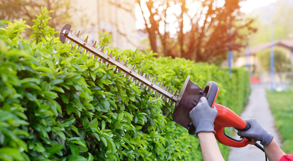 Best Gas Hedge Trimmer