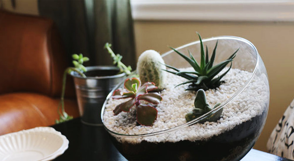 Cover the moist soil of tree planting areas inside the house