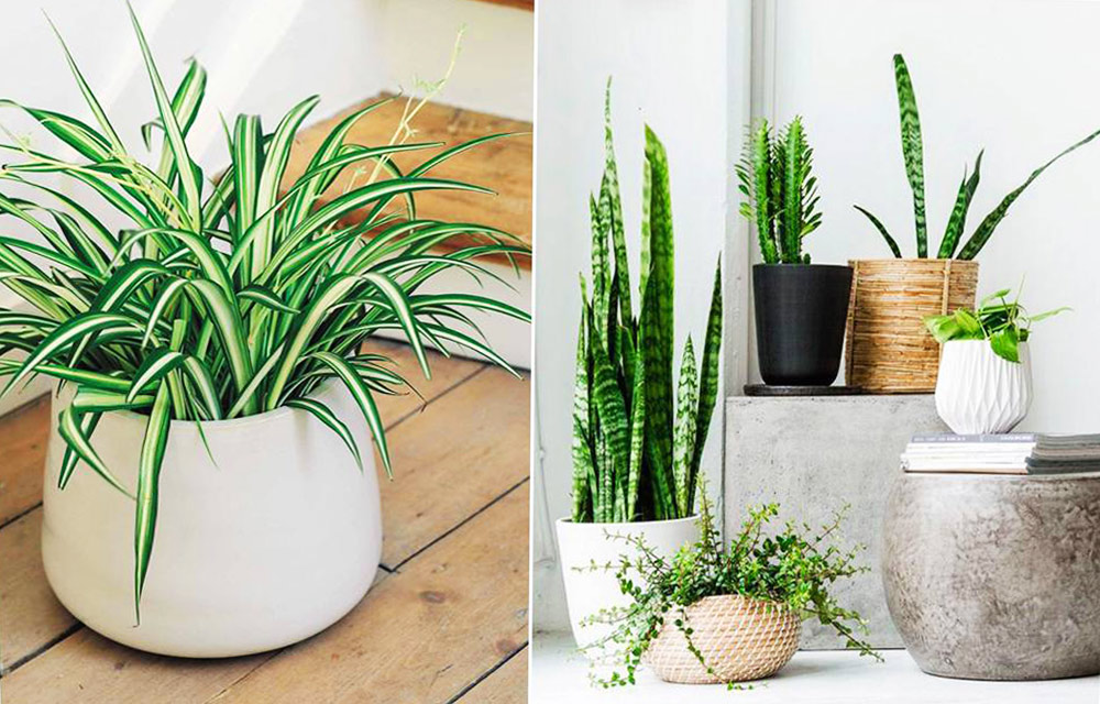 Grow Plants that Absorb Humidity